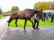 WG031025-50 - Jaramillo